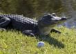 Top 5: Golfspieler machen tierische Begegnungen