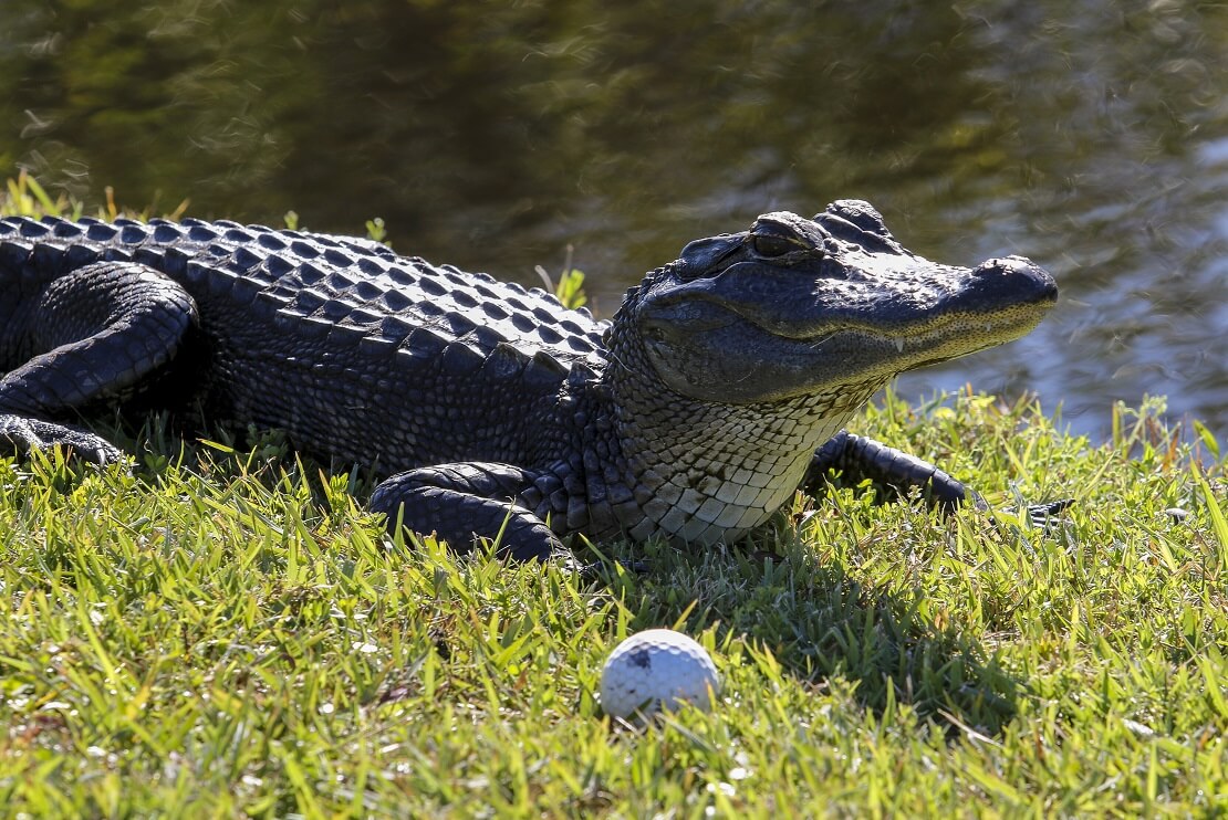 Alligator liegt hinter einem Golfball