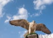 Das kritische Auge des Falken im Abu Dhabi Golf Club