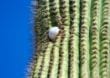 Vom Ball im Kaktus und dem Umgang mit Krokodilen – Kuriose Regeln auf dem Golfplatz