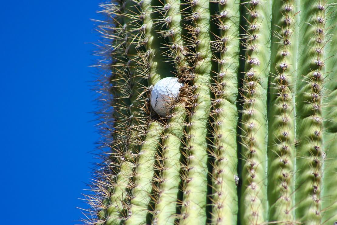 Ein Golfball steckt im Kaktus