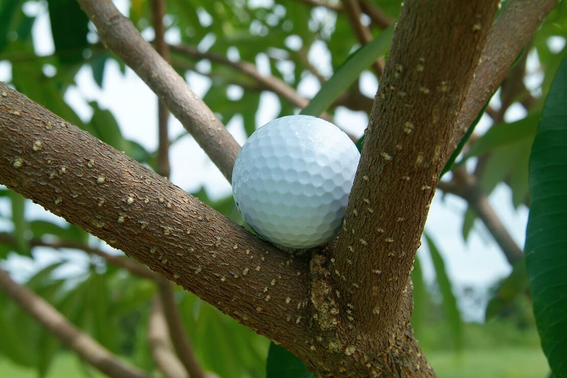 Ein Golfball liegt im Baum