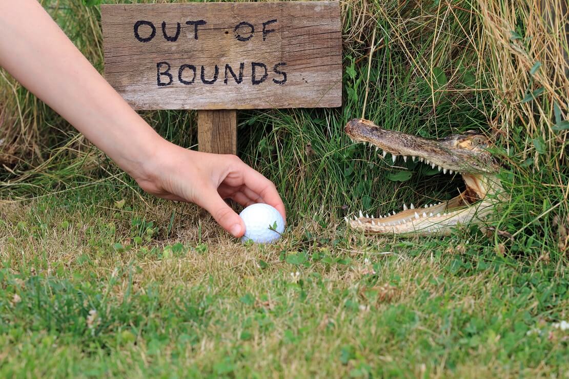 Ein Krokodil auf dem Golfplatz