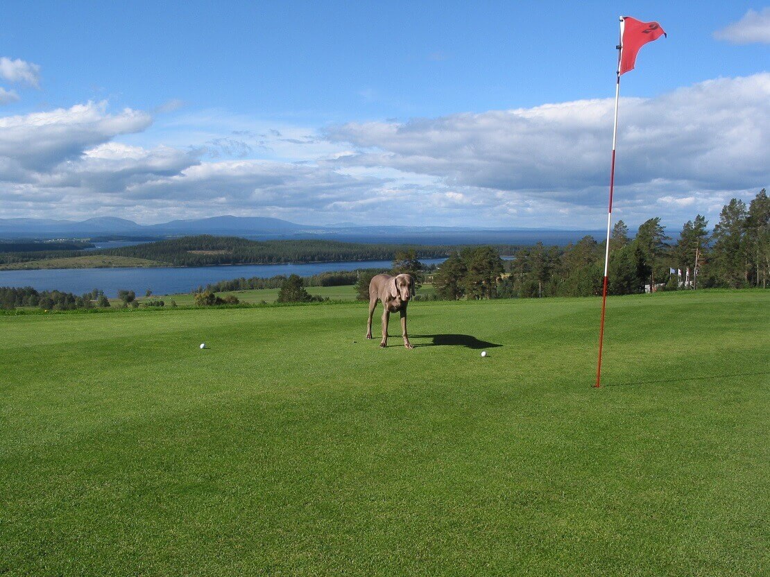 Hund steht vor dem Ball und Loch auf einem Golfplatz