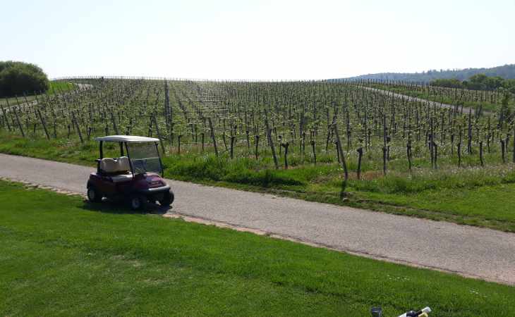 Ein Golfcart vor Weinreben