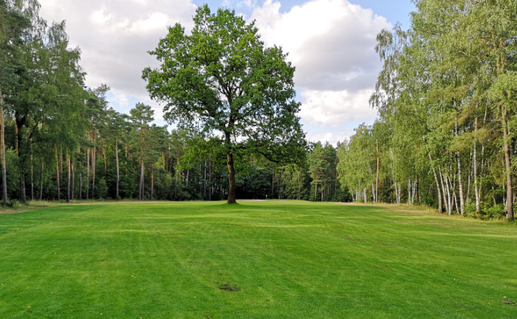 Ein Baum auf einem Golfplatz