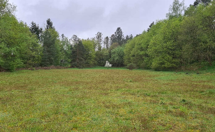 Eine Grasfläche mit einem Wald im Hintergrund