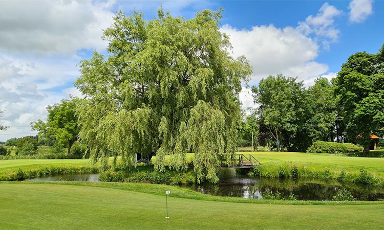 Eine Golfwiese mit einem Baum der mitten im Teich steht