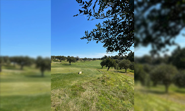 Eine Golfwiese mit Bäumen rechts an der Seite und im Hintergrund