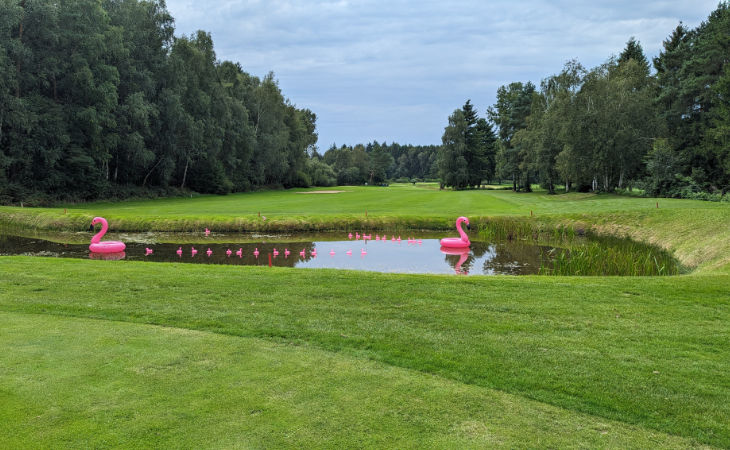 Aufblasbare Flamingos in einem Teich