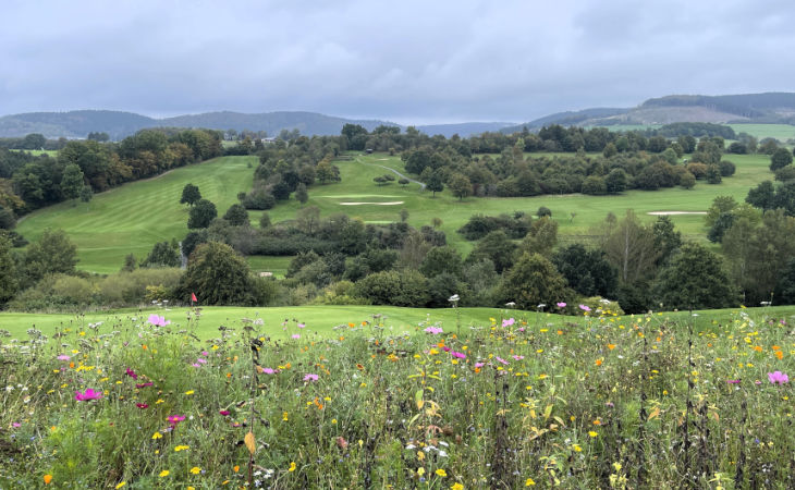 Vorne eine Blühwiese, hinten ein Golfplatz