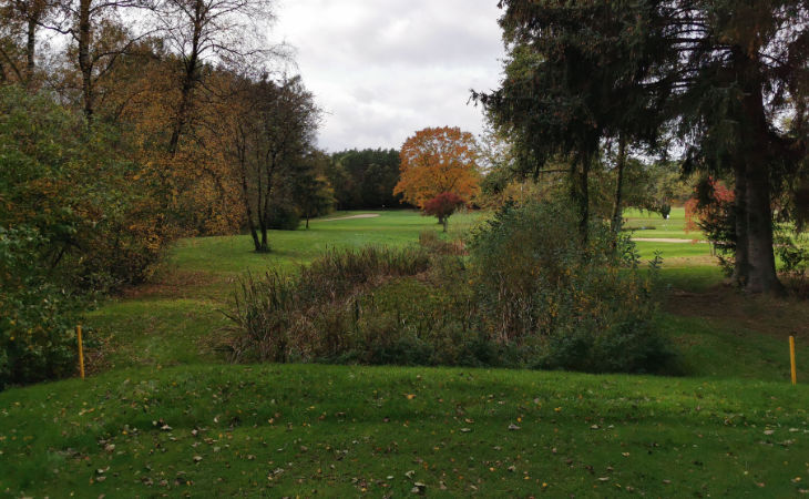 Ein herbstlich gefärbter Baum auf einem Golfplatz