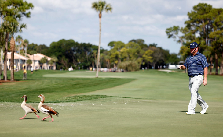 Ein Golfer und zwei Enten auf einem Golfplatz