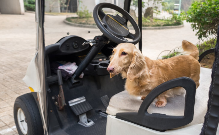 Ein Hund auf einem Golfcart
