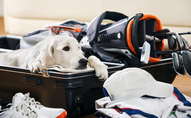 Ein Hund liegt in einem Koffer mit Golfequipment
