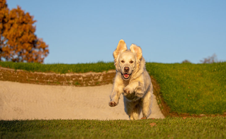 Ein Hund läuft über einen Golfplatz