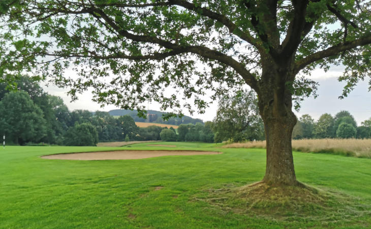 Ein Baum und ein Sandbunker auf einem Golfplatz